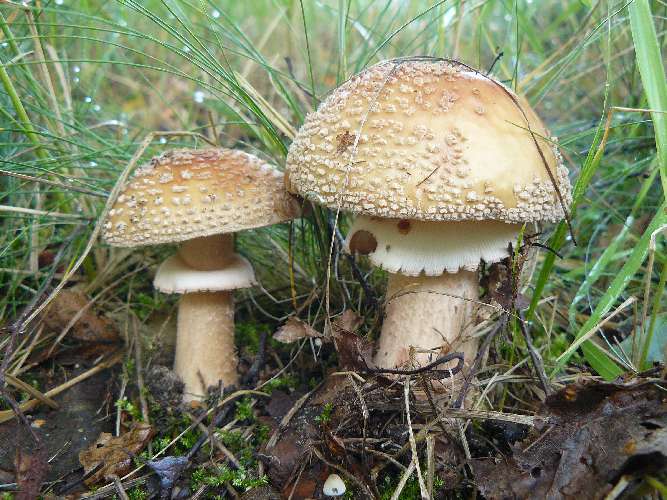 Amanita rubescens